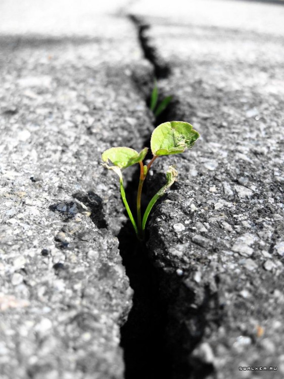 Чернобыльская зона отчуждения