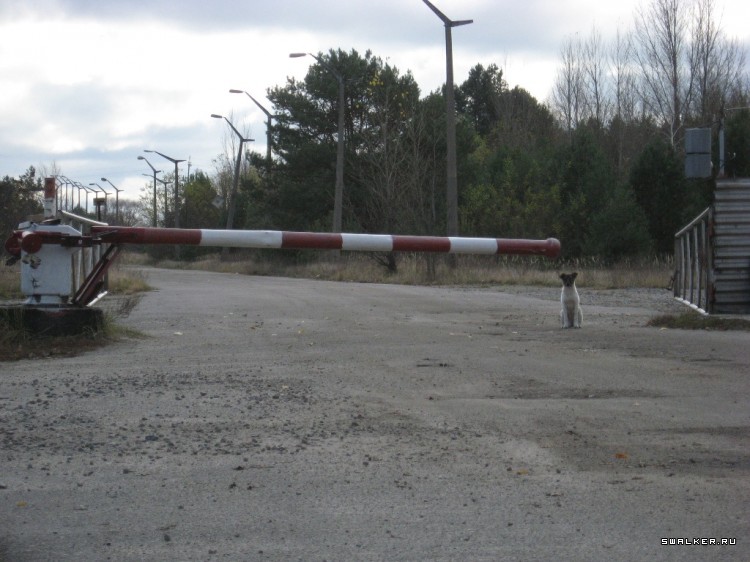 Чернобыльская зона отчуждения