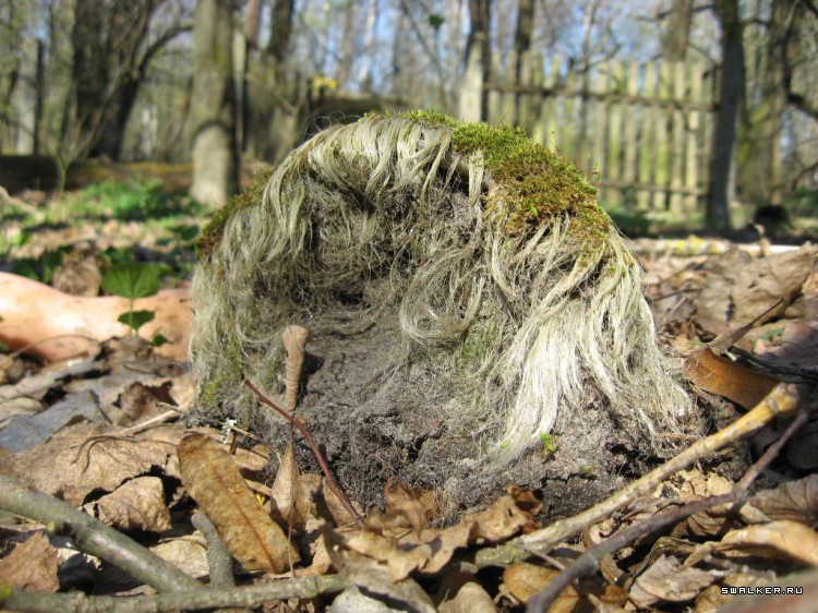 Чернобыльская зона отчуждения