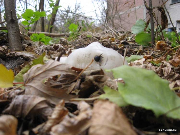 Чернобыльская зона отчуждения