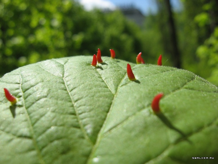 Чернобыльская зона отчуждения