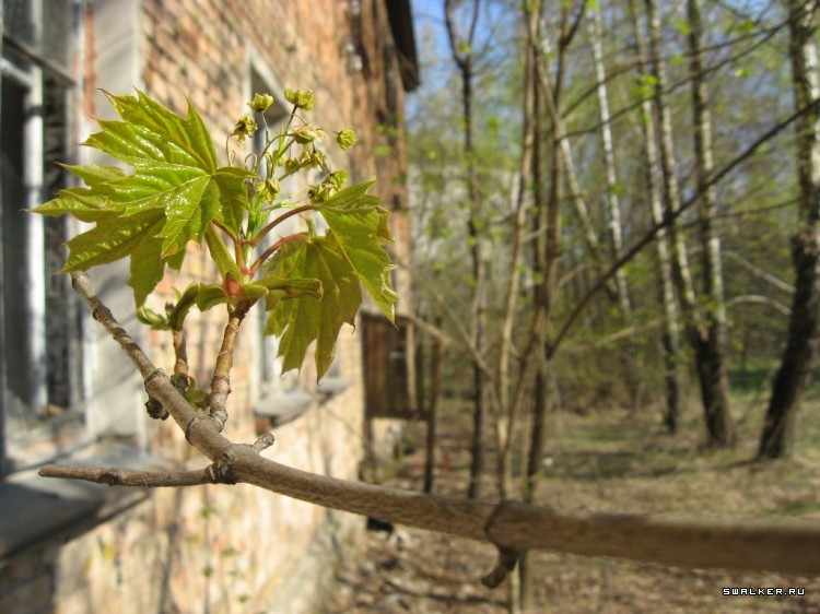 Чернобыльская зона отчуждения