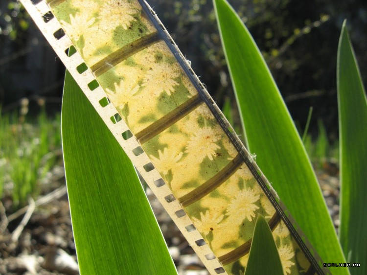 Чернобыльская зона отчуждения