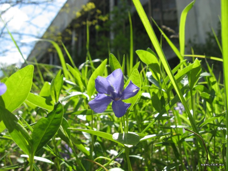 Чернобыльская зона отчуждения