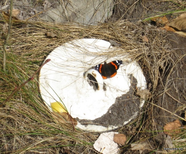Чернобыльская зона отчуждения
