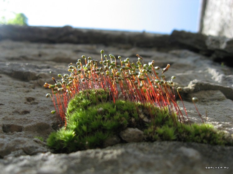 Чернобыльская зона отчуждения