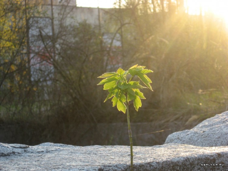 Чернобыльская зона отчуждения