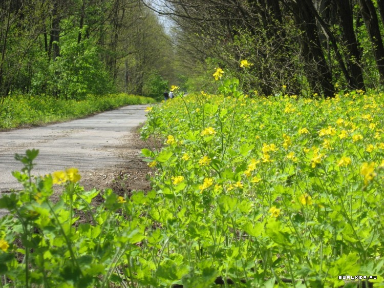 Чернобыльская зона отчуждения