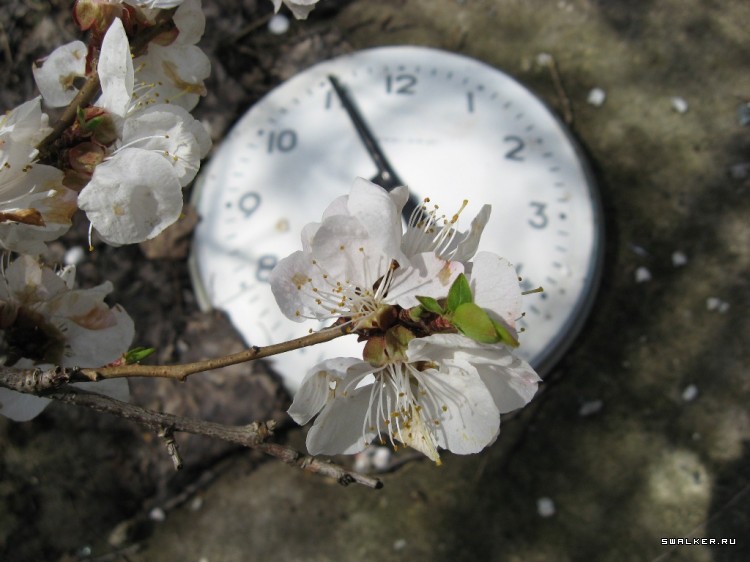 Чернобыльская зона отчуждения