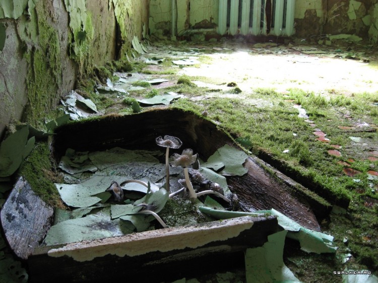 Чернобыльская зона отчуждения