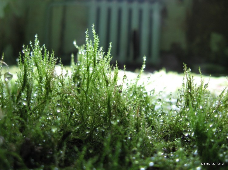 Чернобыльская зона отчуждения