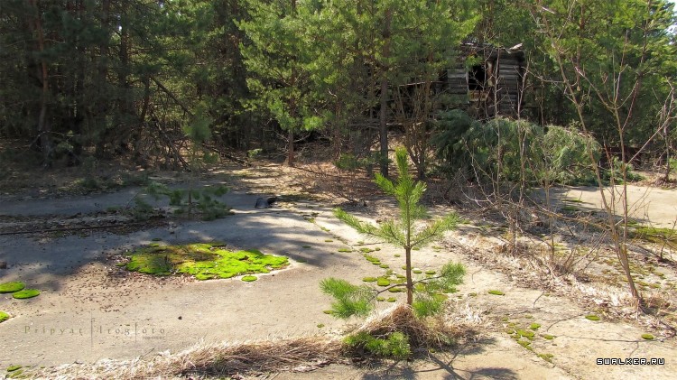 Чернобыльская зона отчуждения