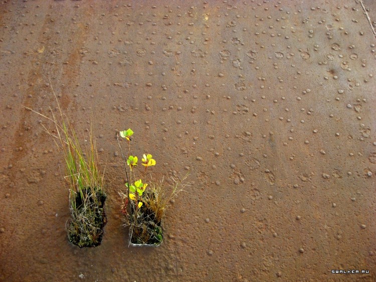 Чернобыльская зона отчуждения