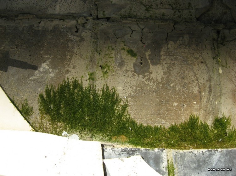 Чернобыльская зона отчуждения