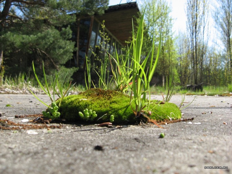 Чернобыльская зона отчуждения