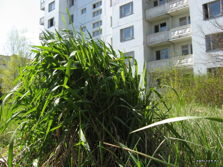 Чернобыльская зона отчуждения