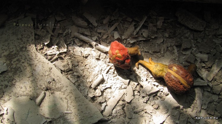 Чернобыльская зона отчуждения