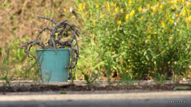 Чернобыльская зона отчуждения