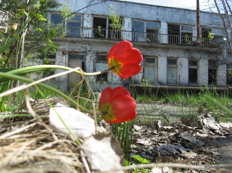 Чернобыльская зона отчуждения