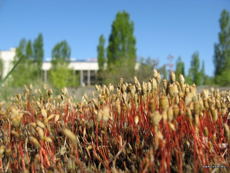 Чернобыльская зона отчуждения