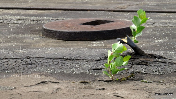 Чернобыльская зона отчуждения