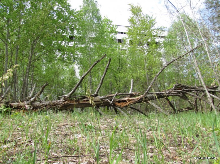 Чернобыльская зона отчуждения