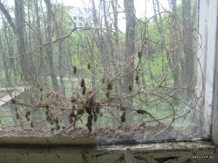 Чернобыльская зона отчуждения