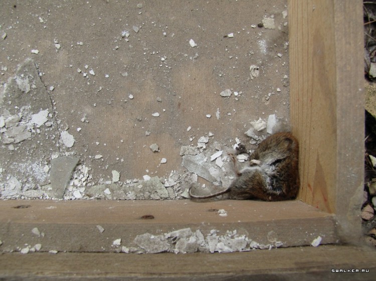 Чернобыльская зона отчуждения