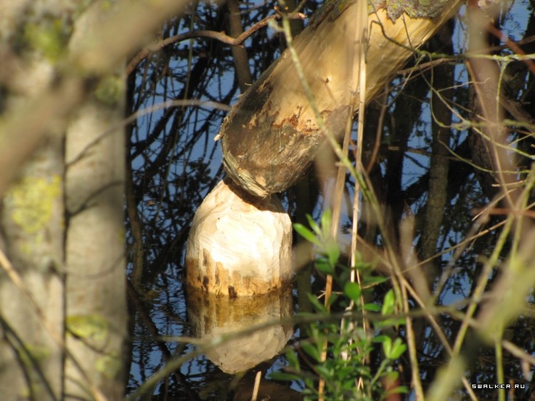 Чернобыльская зона отчуждения