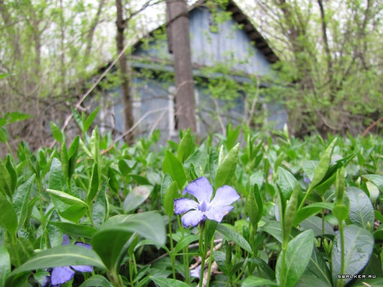 Чернобыльская зона отчуждения