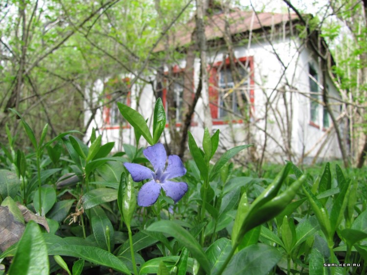 Чернобыльская зона отчуждения