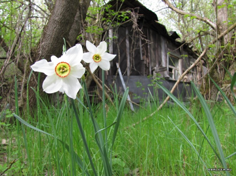 Чернобыльская зона отчуждения