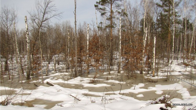 Чернобыльская зона отчуждения
