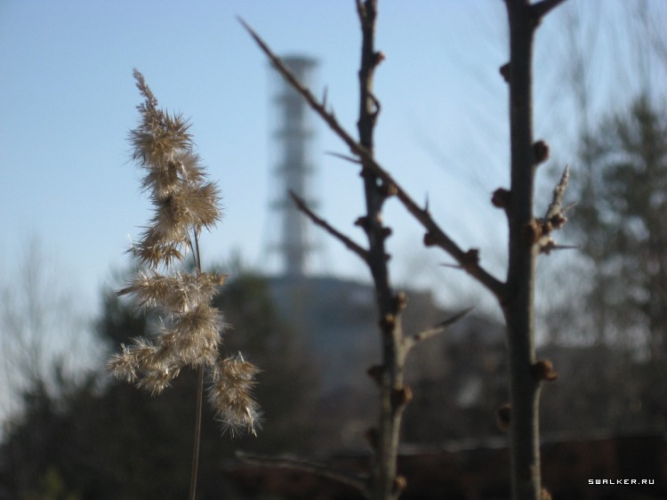 Чернобыльская зона отчуждения