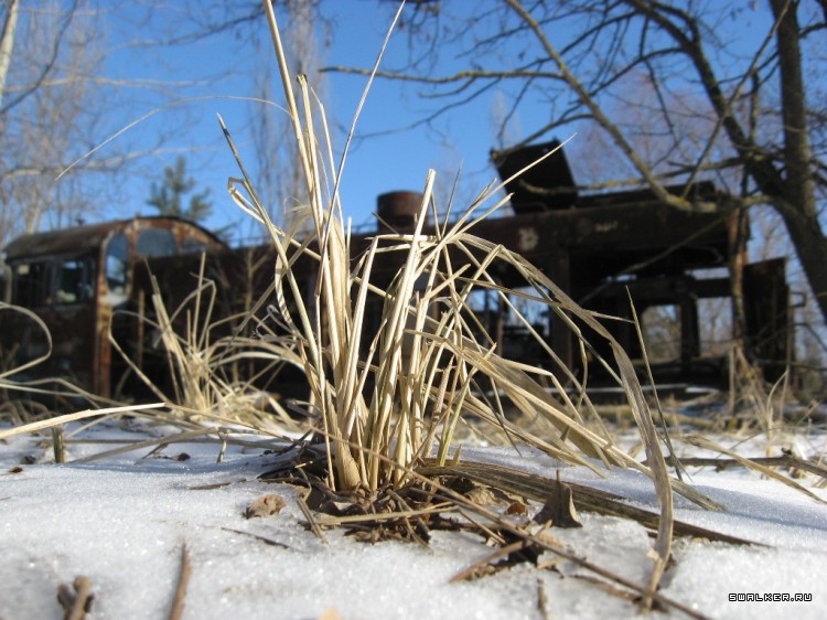 Чернобыльская зона отчуждения