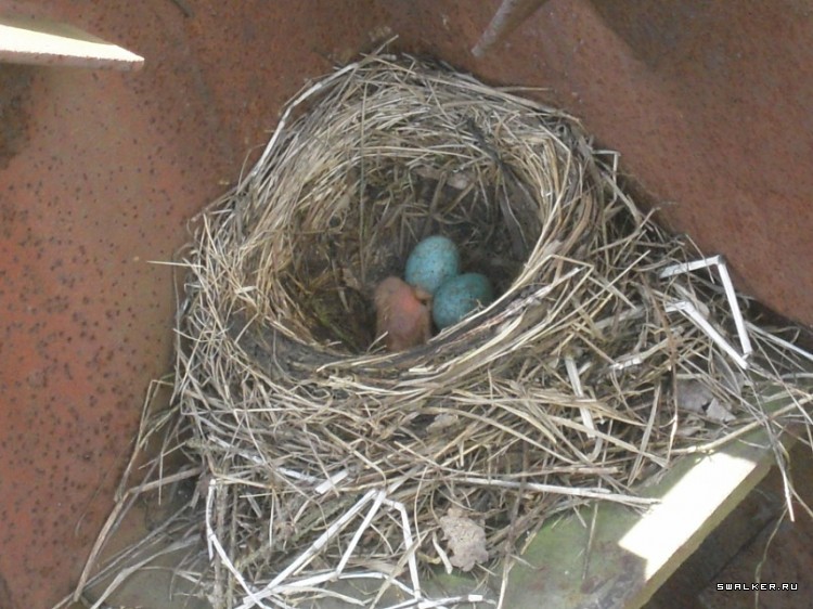 Маштабный заброшенный пионерлагерь