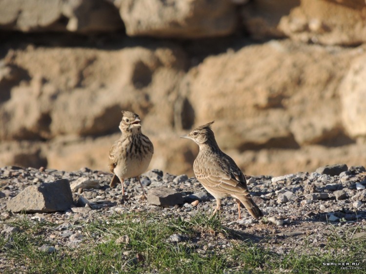 Крым, Россия (Октябрь 2014)