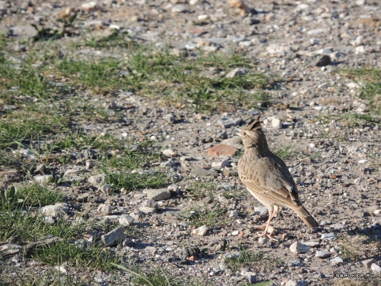 Крым, Россия (Октябрь 2014)