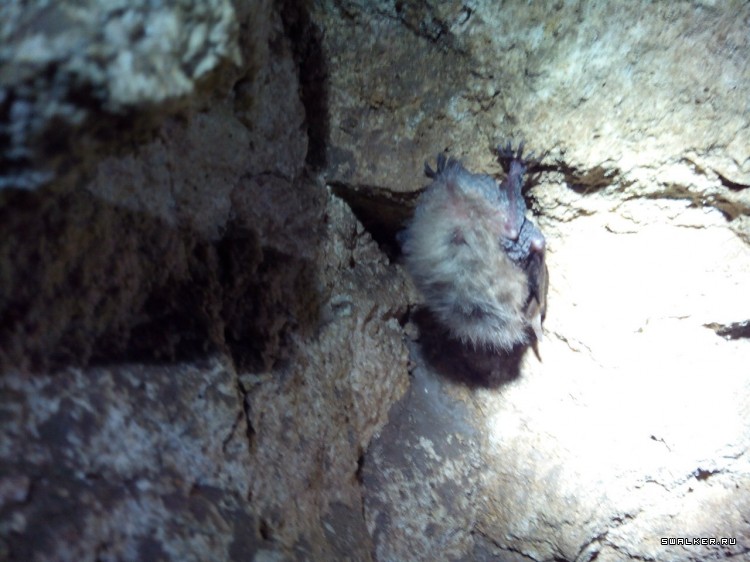 Партизанка