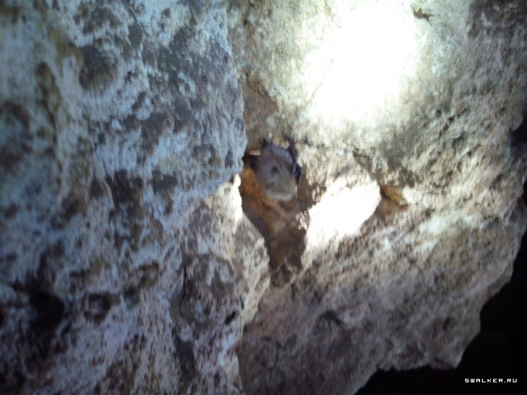 Партизанка