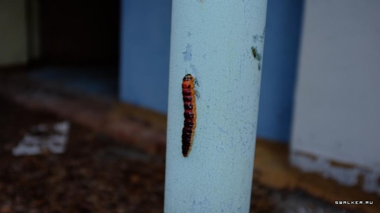 Пионерский лагерь Приокские Зори, Тульская область