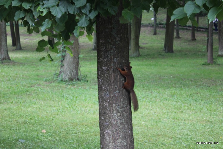 Питер. Петергоф и его знаменитые фонтаны