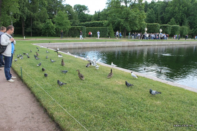 Питер. Петергоф и его знаменитые фонтаны