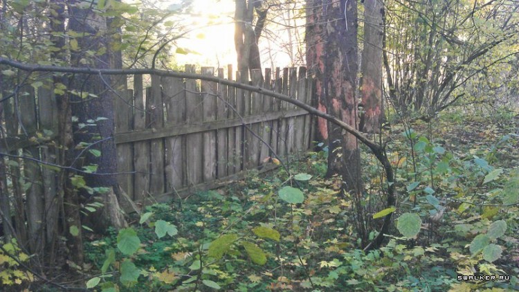 Лесной дом Лесной дом