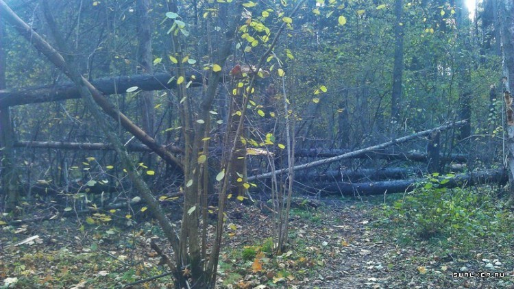 Лесной дом Лесной дом