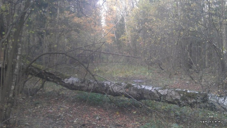 Лесной дом Лесной дом