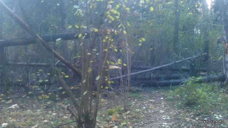 Лесной дом Лесной дом