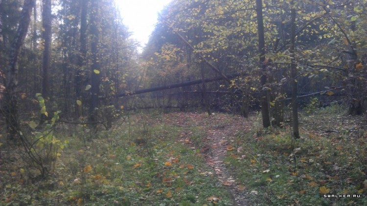 Лесной дом Лесной дом