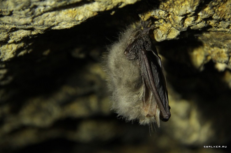 Девятовские каменоломни