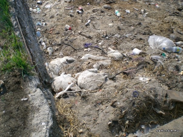 Совхоз Пригородный Совхоз Пригородный